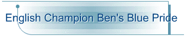 English Champion Ben's Blue Pride