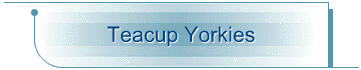 Teacup Yorkies
