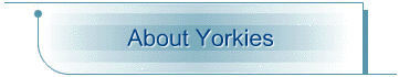About Yorkies